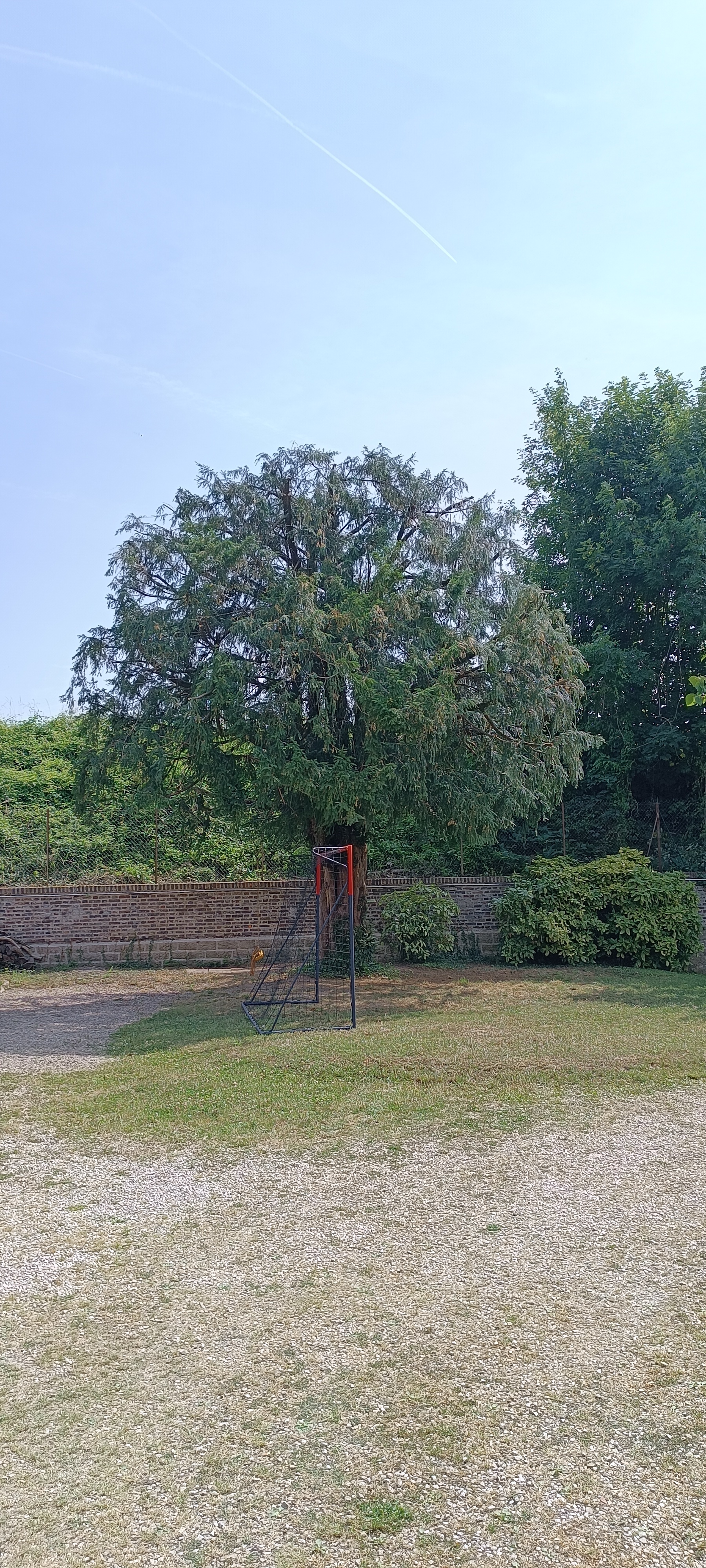 Taille d'arbre en boule