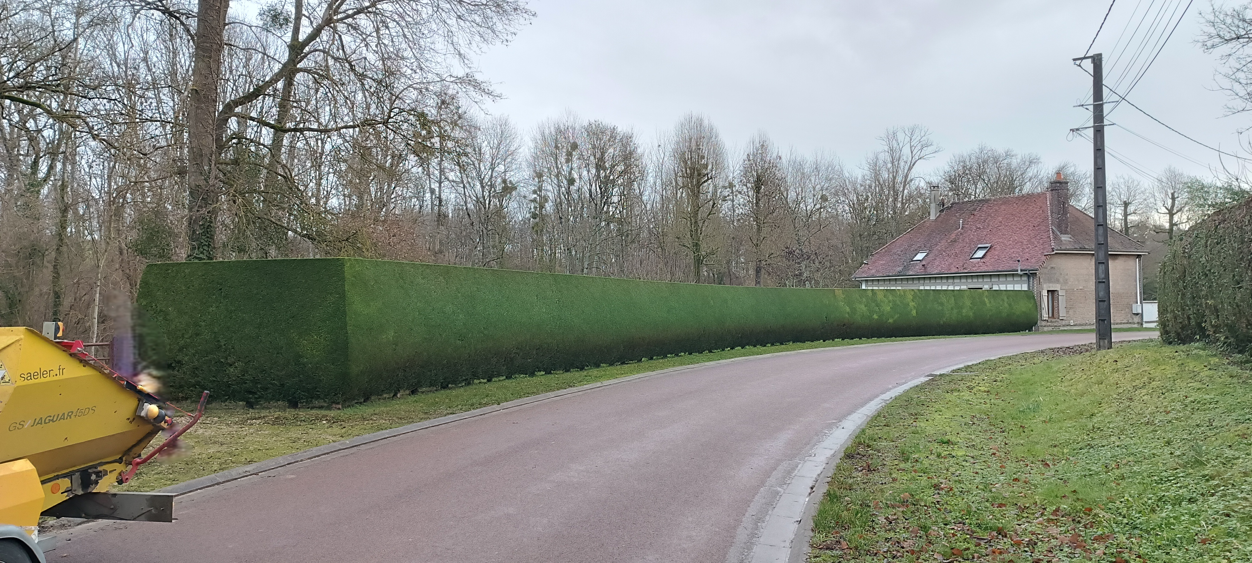 Taille de haie de cyprès