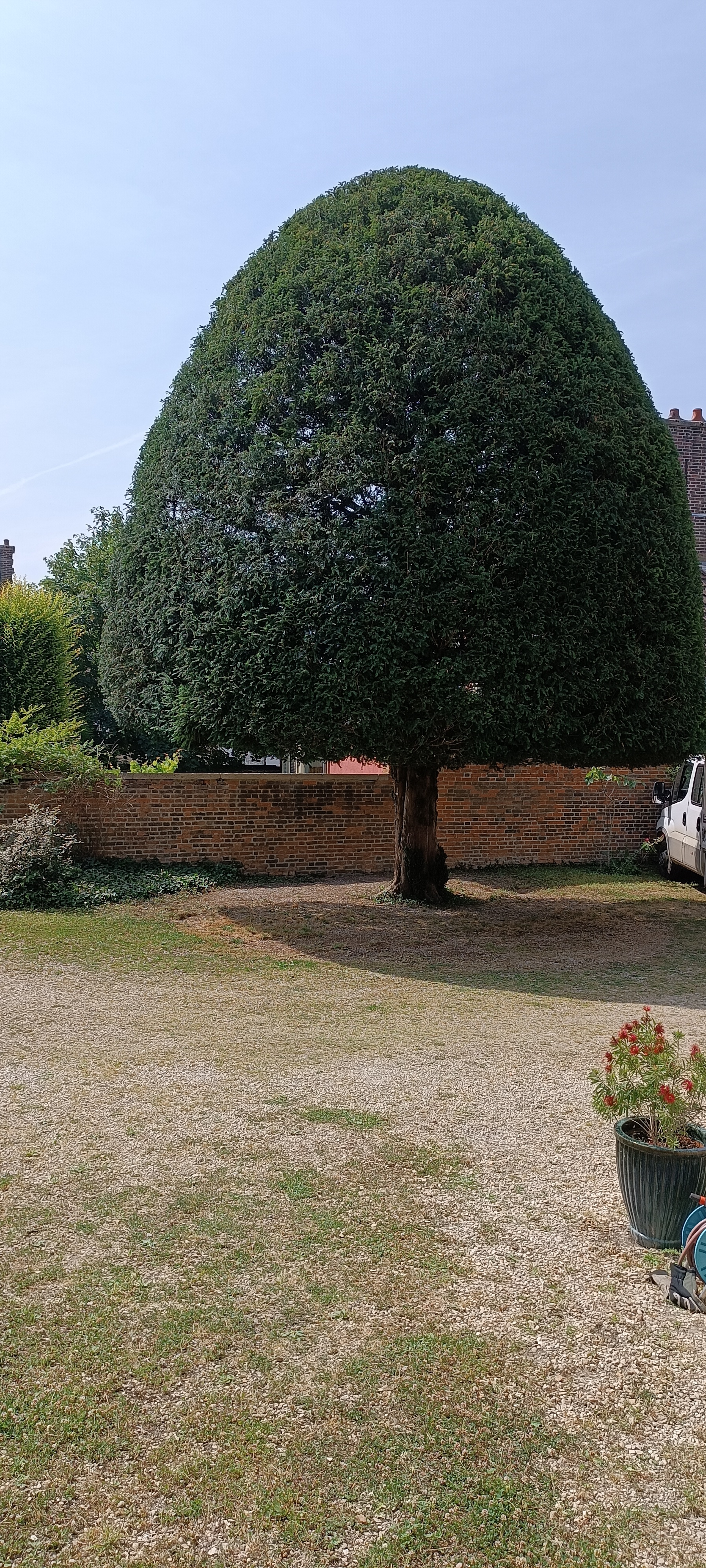 Taille de haie de cyprès